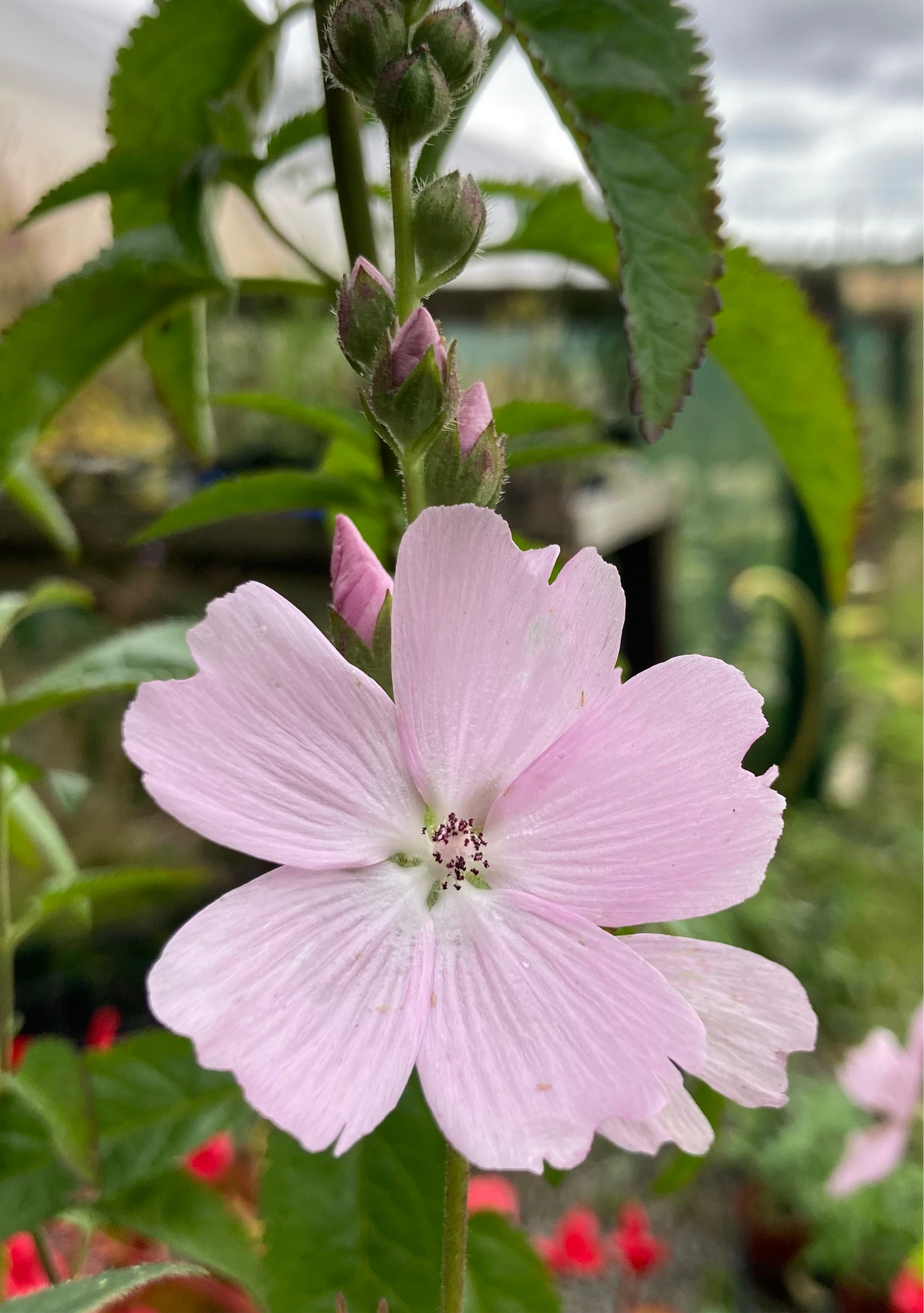 Sidalcea ‘Elsie Heugh’