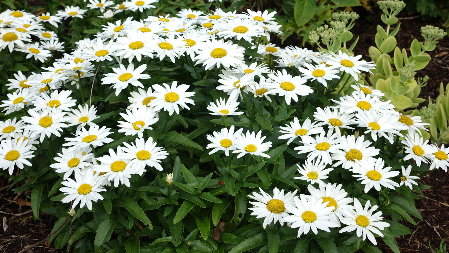 Leucanthemum 'Shortstop'