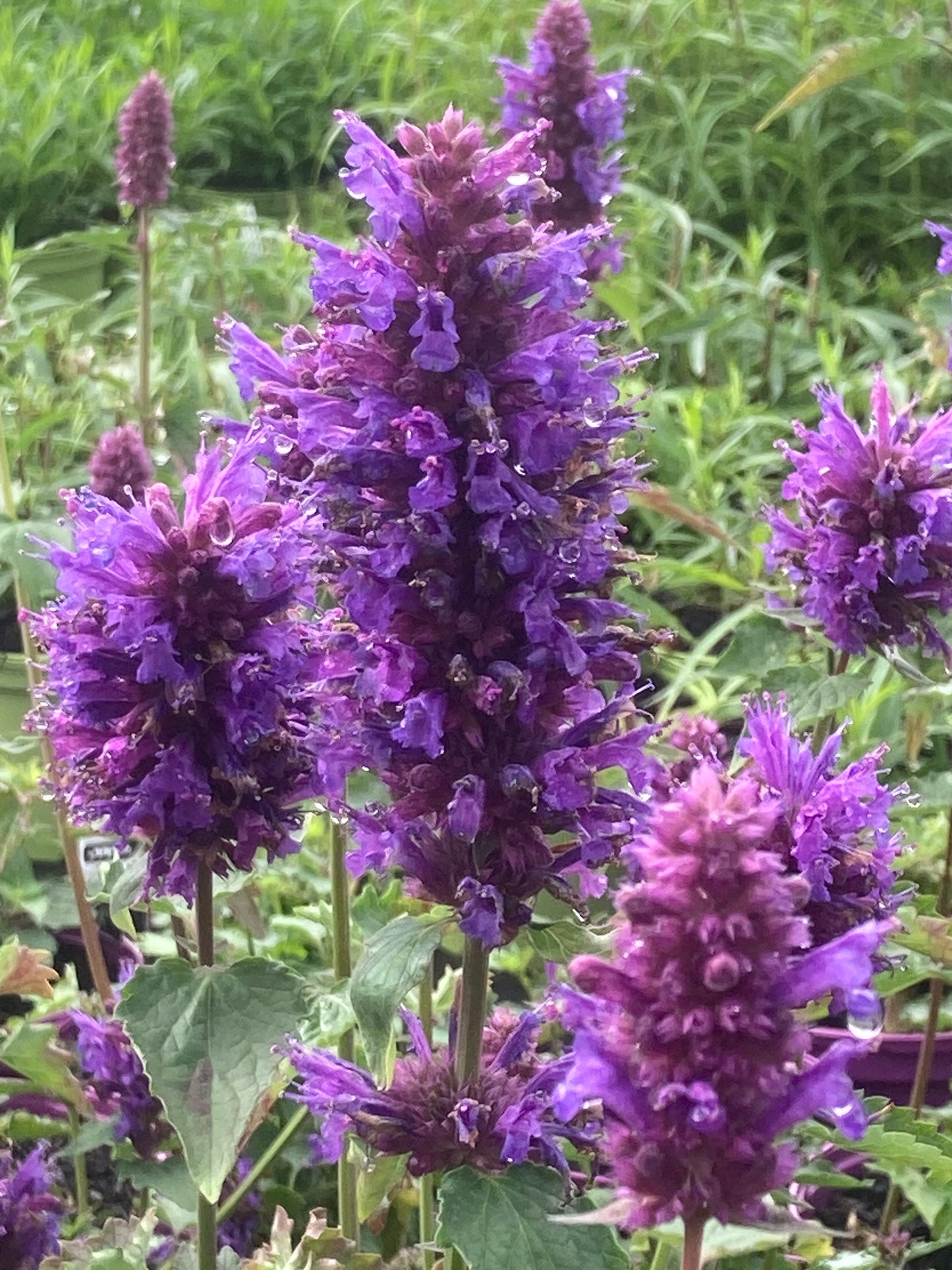 Agastache ‘Blue Boa’