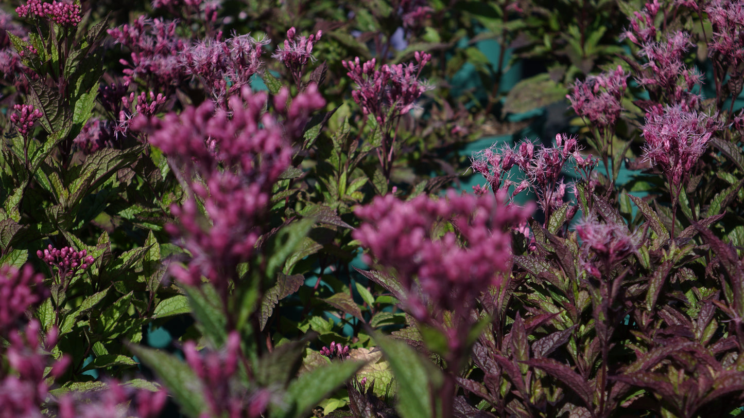 Eupatorium purp. ‘Ruby’