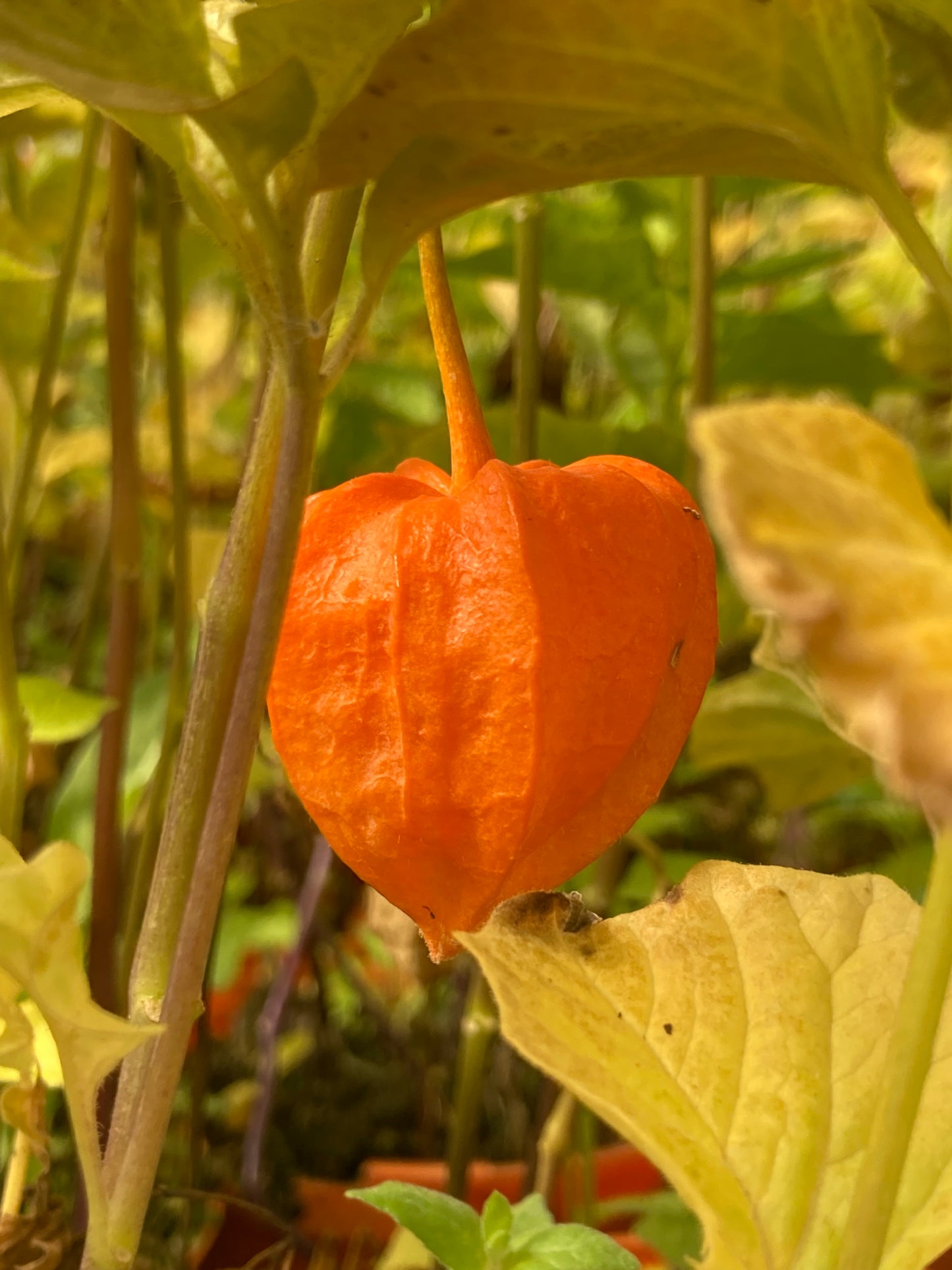 Physalis alk. var. franchetii