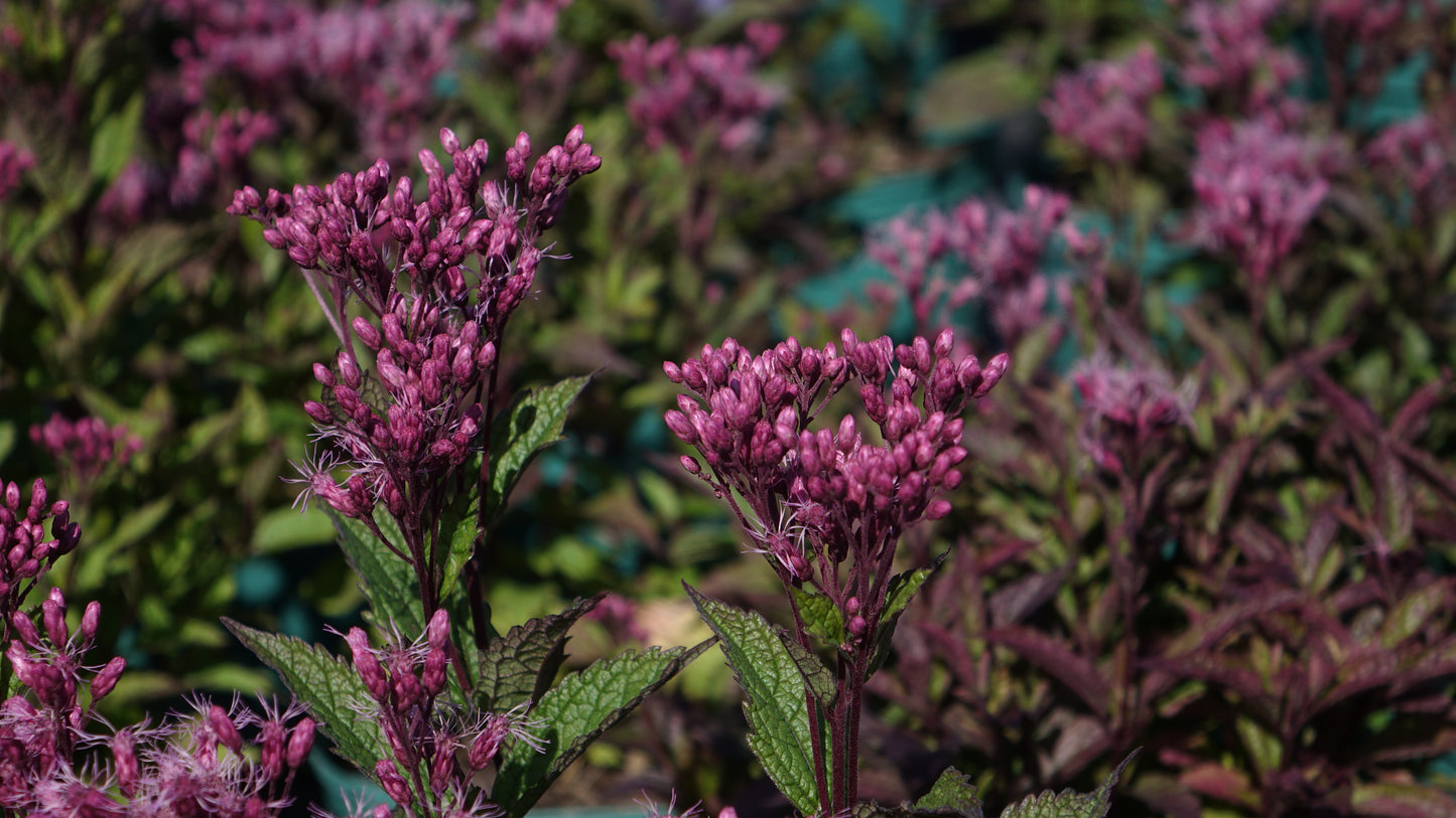 Eupatorium purp. ‘Ruby’