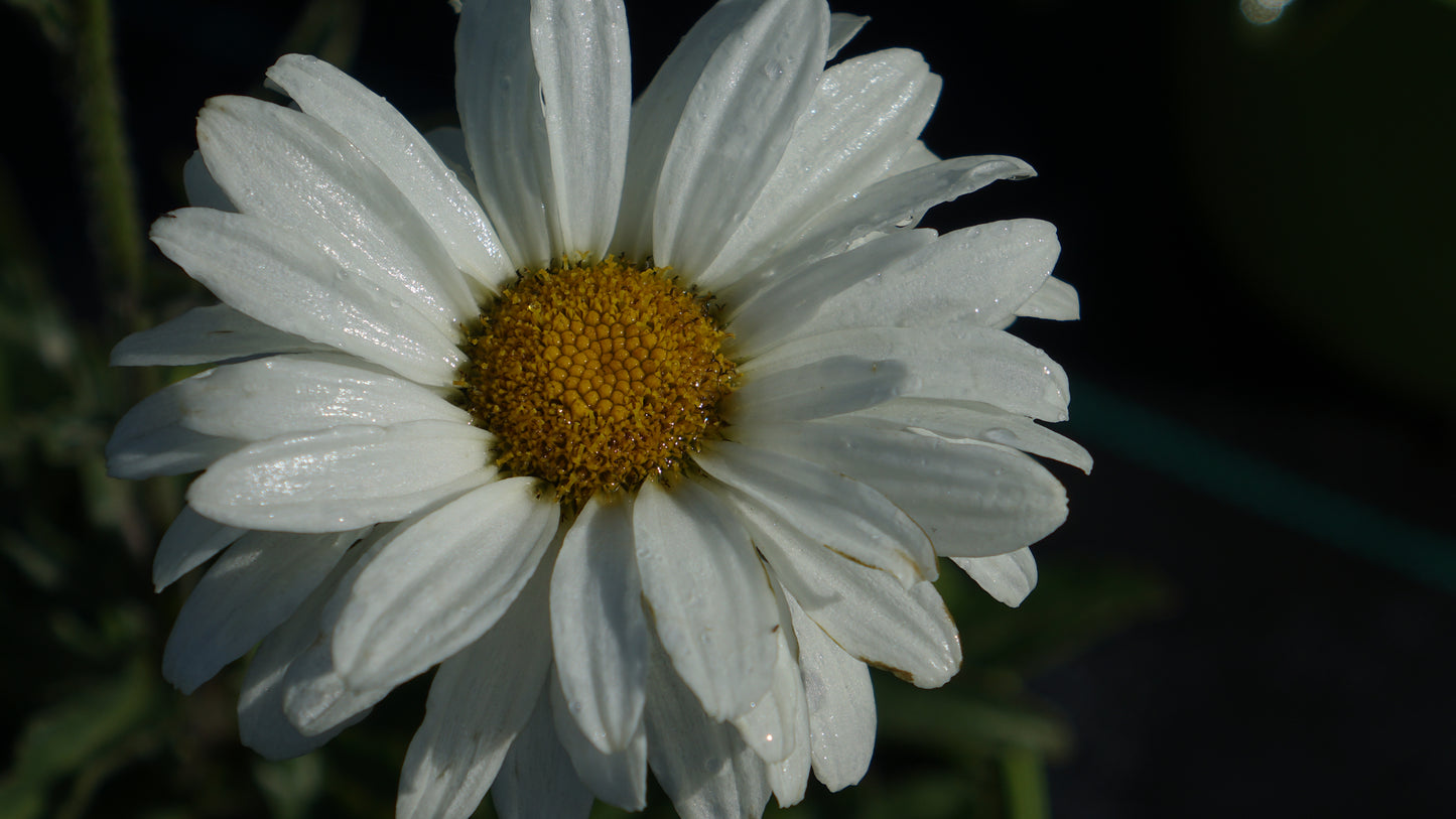 Leucanthemum 'Victorian Secret'