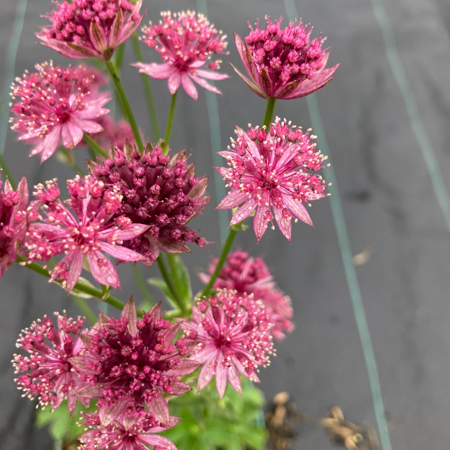 Astrantia ‘Roma’