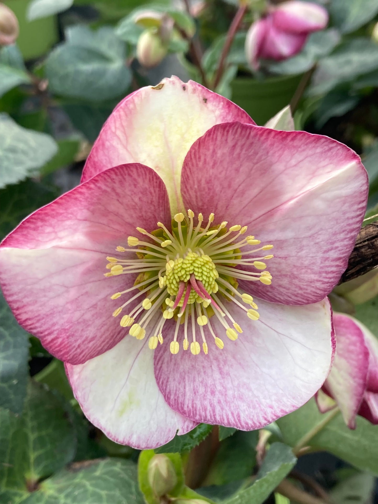 Helleborus Frostkiss ‘Glenda’s Gloss’