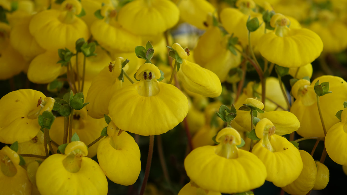 Calceolaria ‘Sunset Yellow’