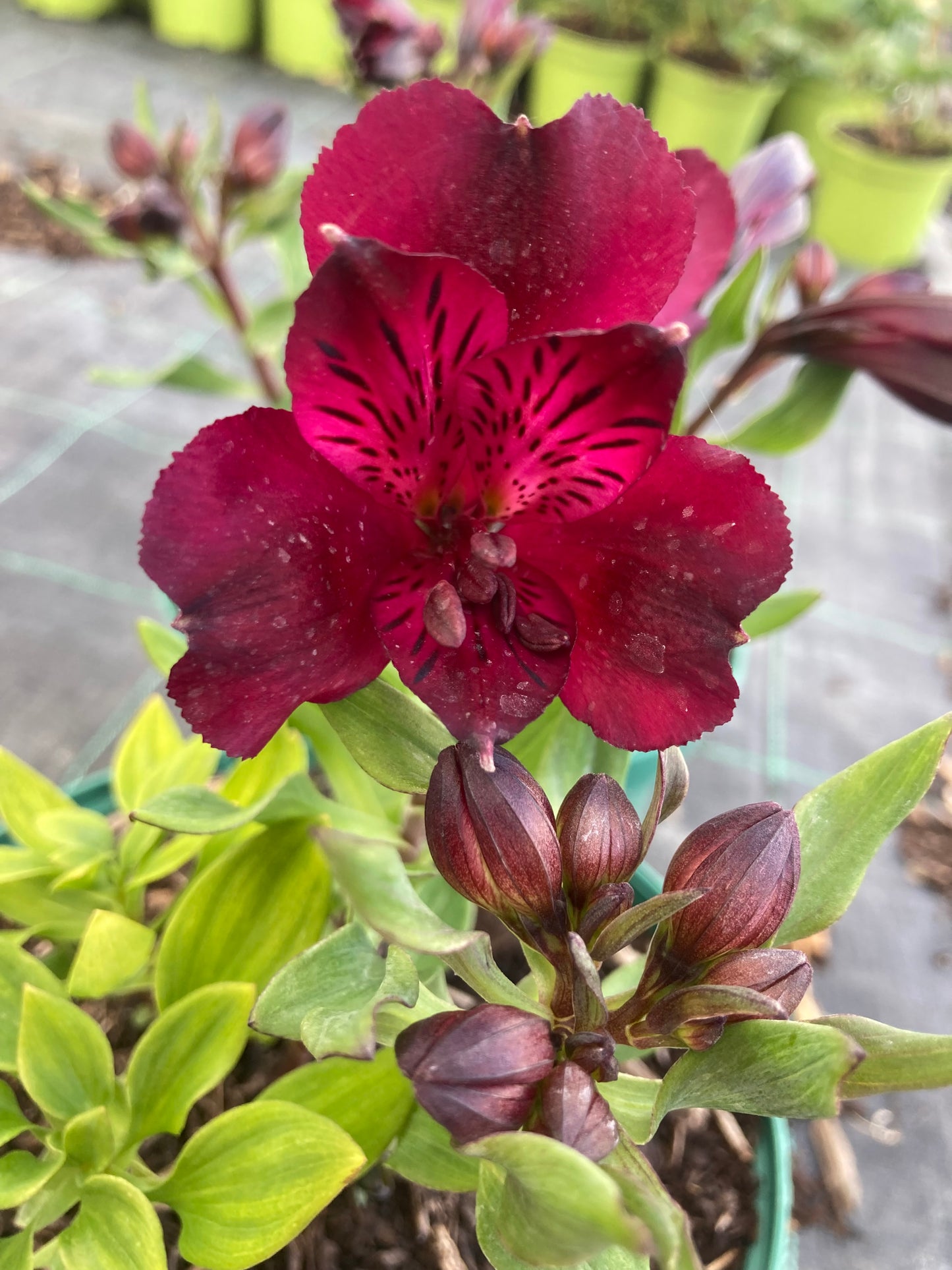 Alstroemeria Inticancha 'Dark Purple'