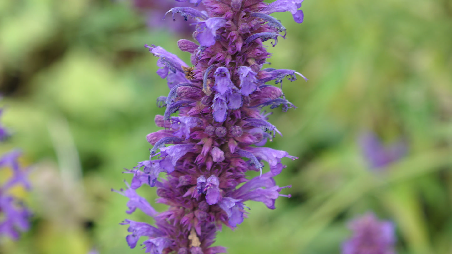 Agastache ‘Blue Boa’