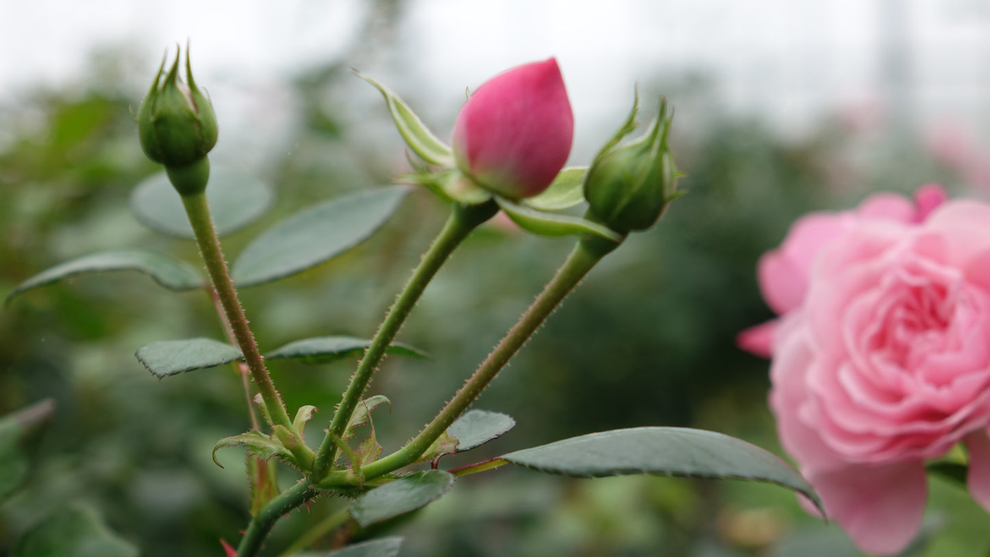 Rosa 'Rose Meilove' Standard Rose Pot Size 12L