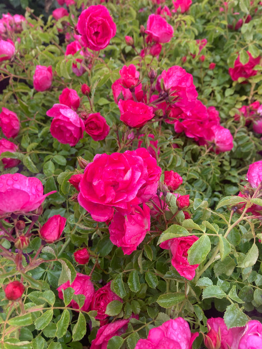 Rosa Lovely Fairy Groundcover Rose