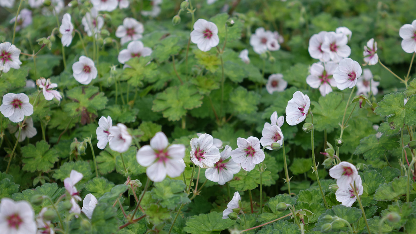 Geranium 
'Coombland’
White