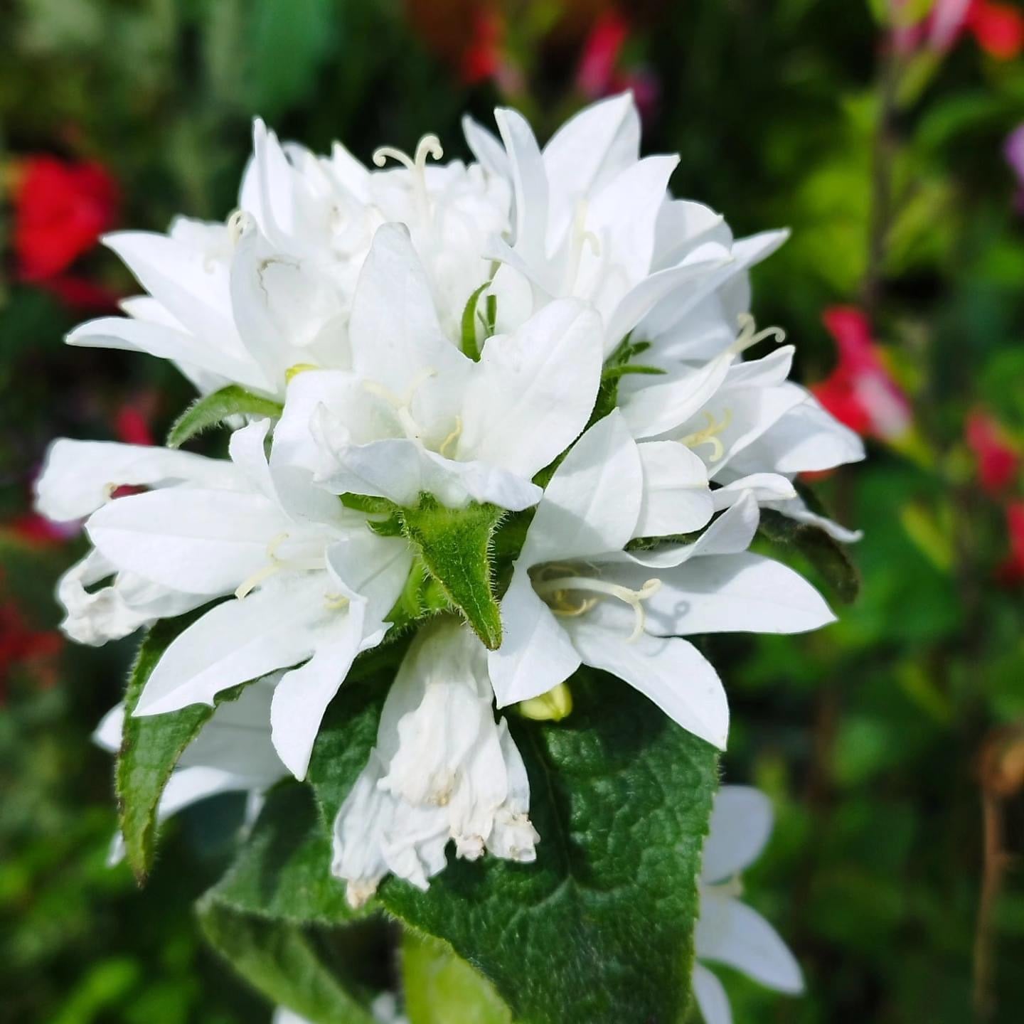 Campanula glom. alba