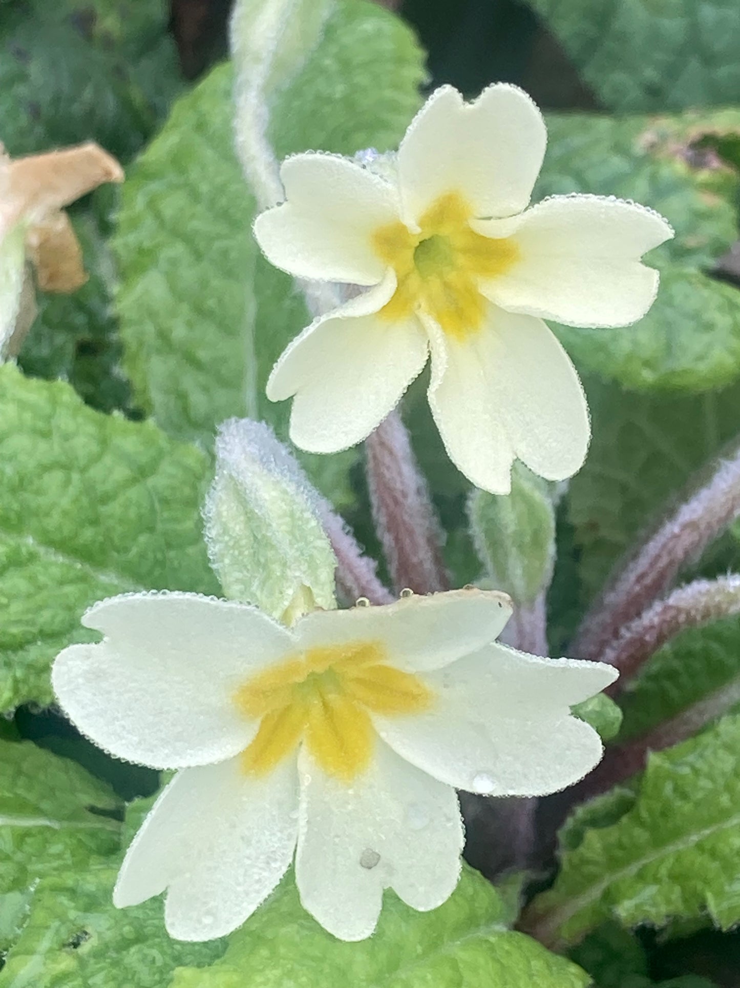 Primula vulgaris