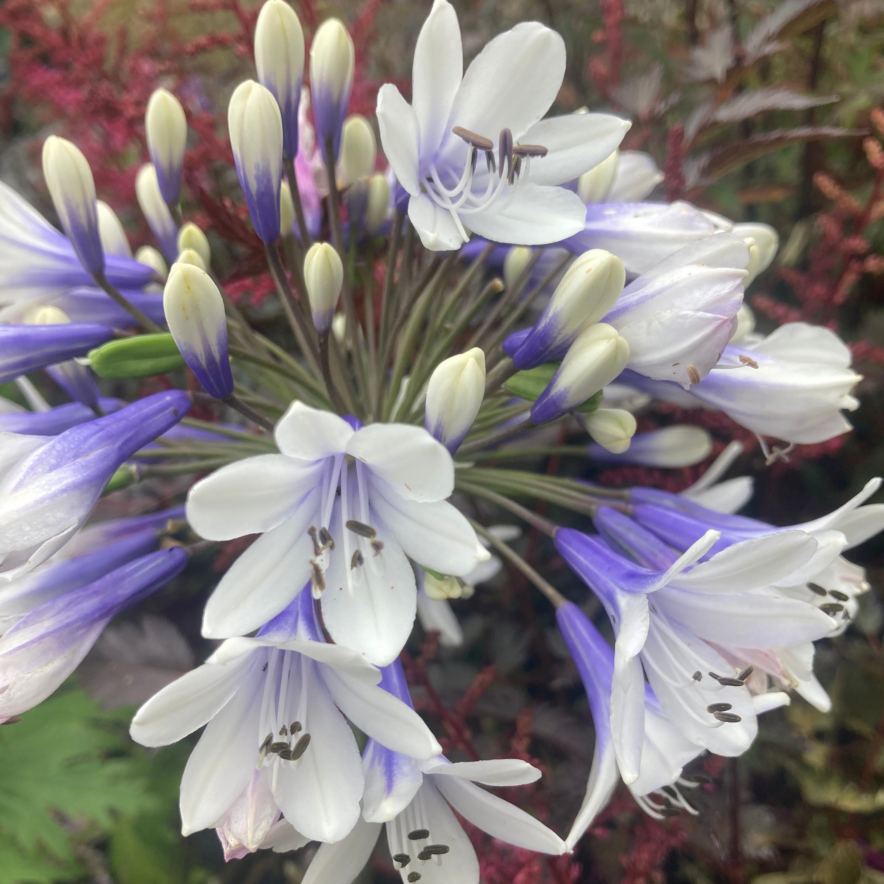 Agapanthus twister deals