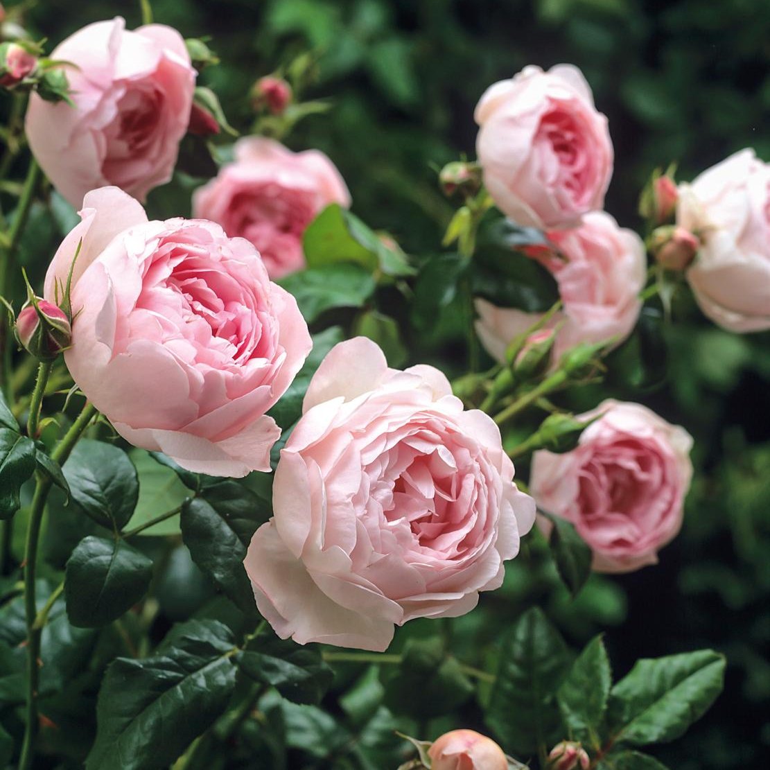 Rosa 'Scepter'd Ilse' (Ausland) David Austin Rose