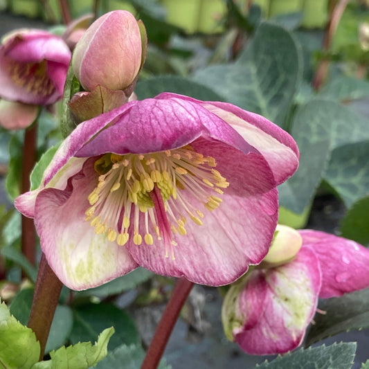 Helleborus Frostkiss ‘Glenda’s Gloss’