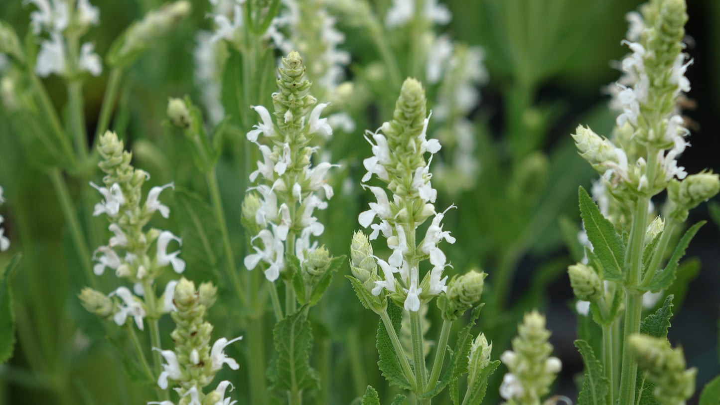 Salvia nemerosa 'Schneehugel'