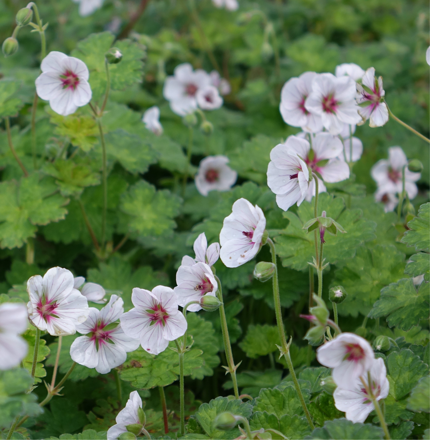 Geranium 
'Coombland’
White