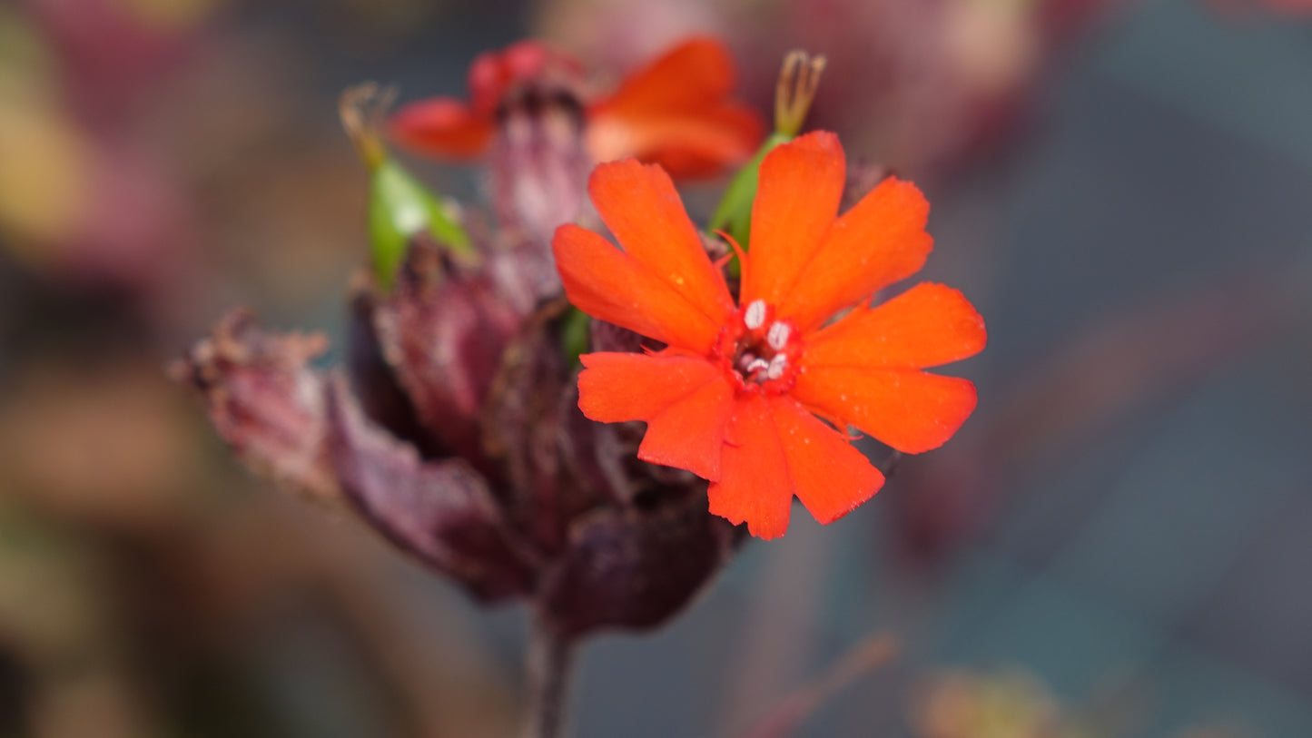 Lychnis x
ark.
"Vesuvius'