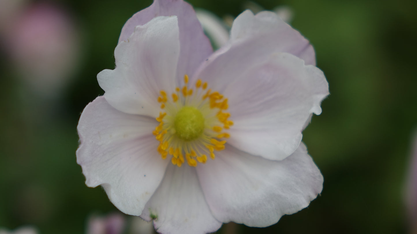 Anemone ‘Dreaming Swan’