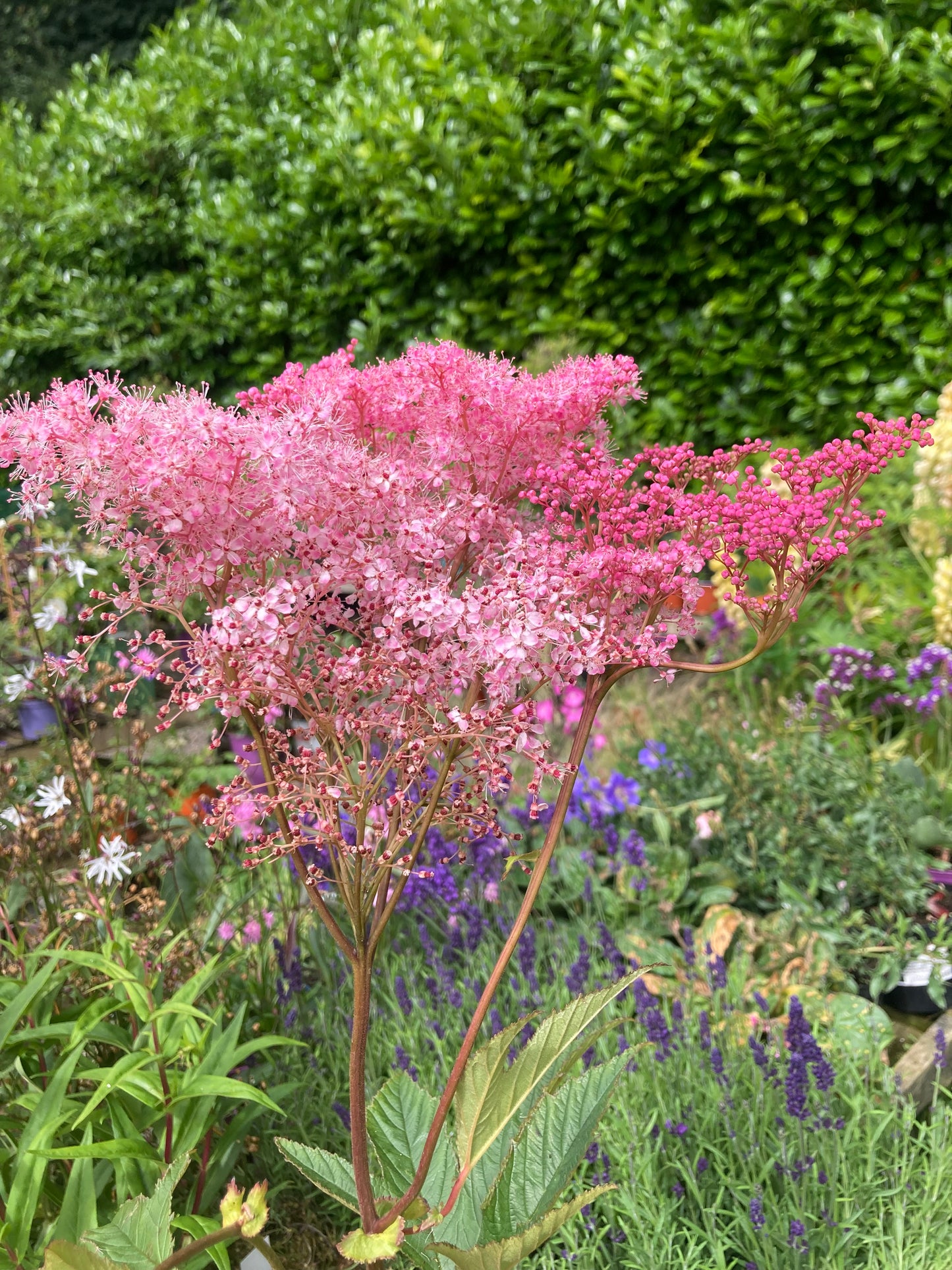 Filipendula rubra ‘Venusta’