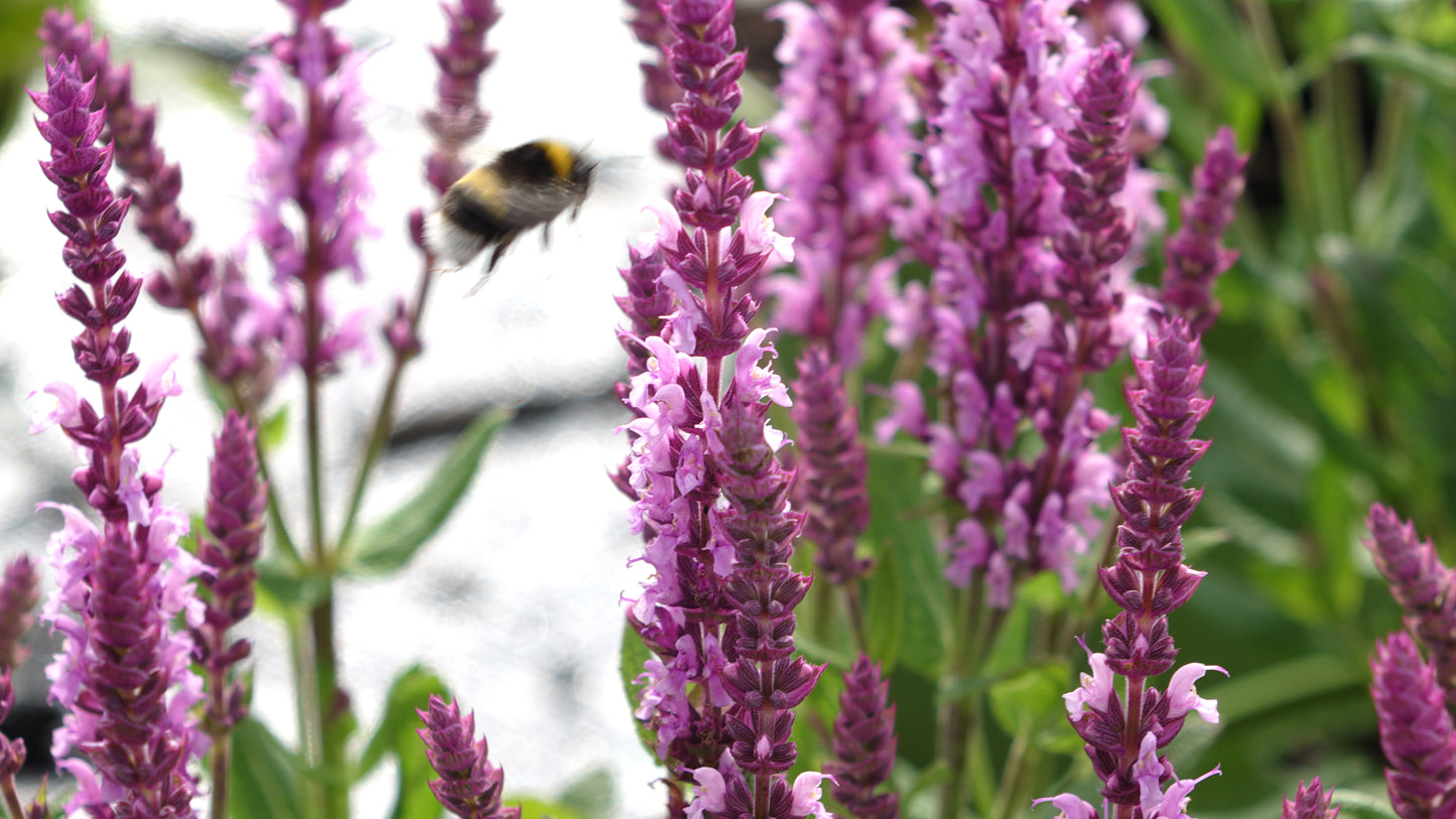 Salvia 'Sensation Pink'