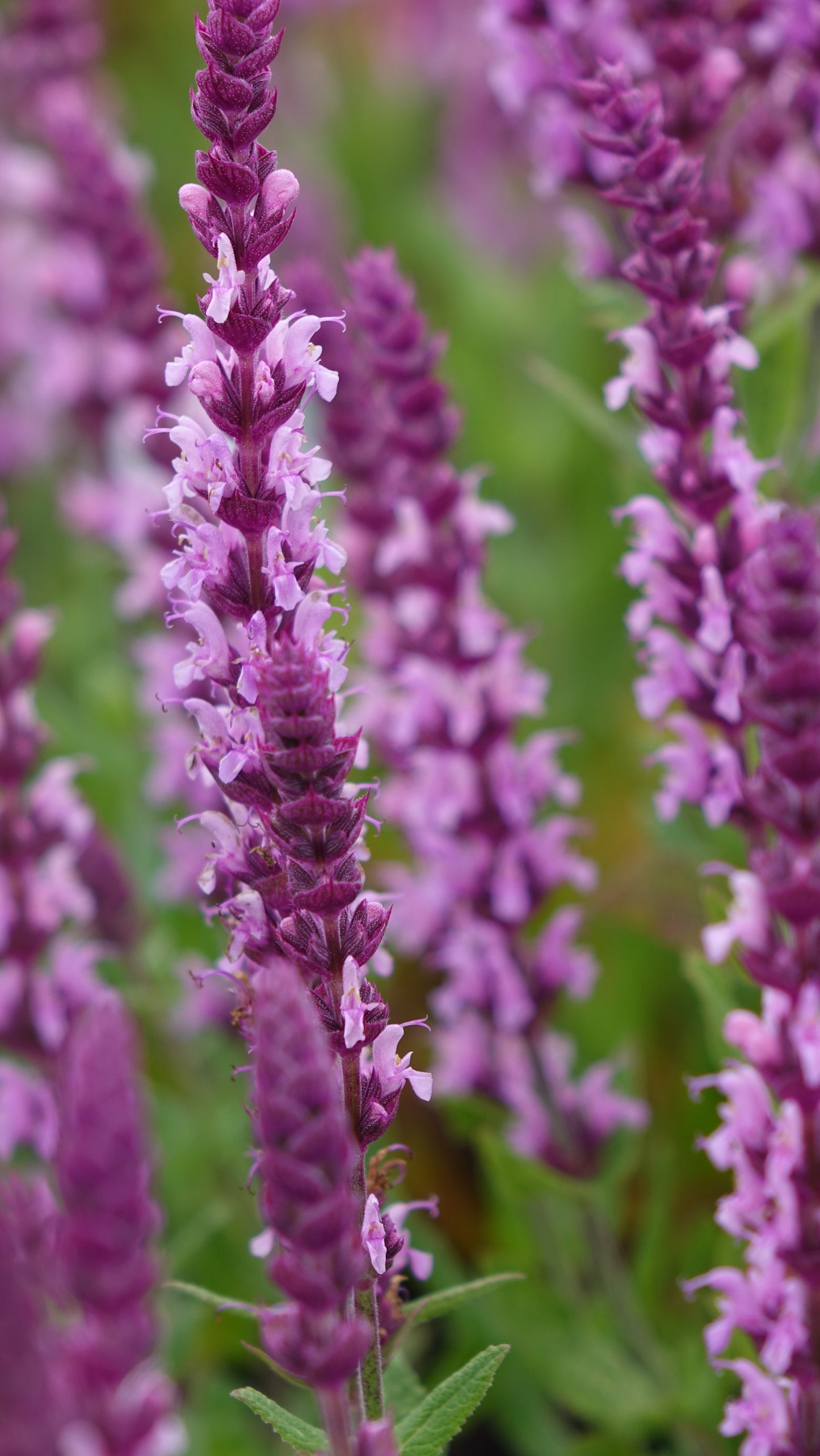 Salvia 'Sensation Pink'