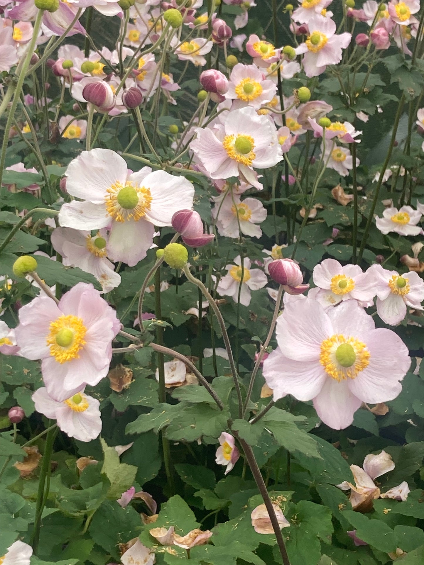 Anemone h. ‘September Charm’