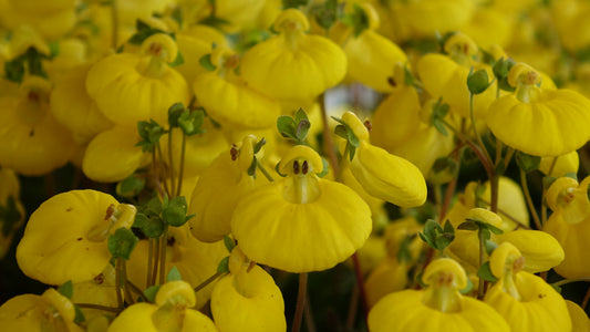 Calceolaria ‘Sunset Yellow’