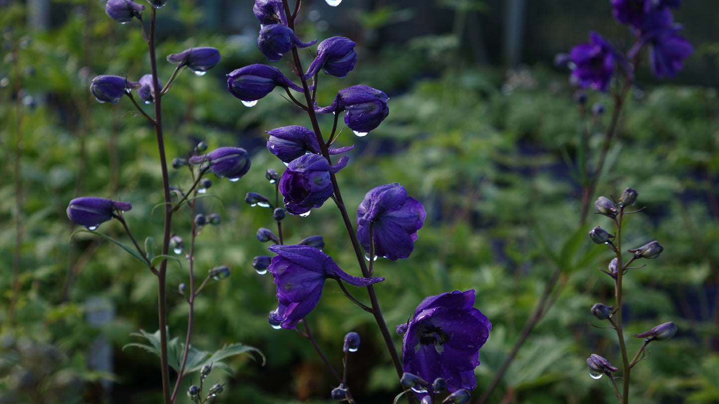 Delphinium 'Black Knight'