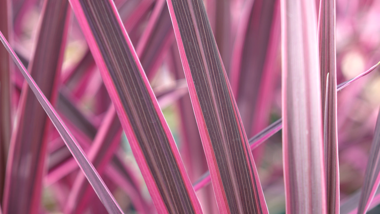 CORDYLINE
AUSTRALIS 'PINk
PASSION'