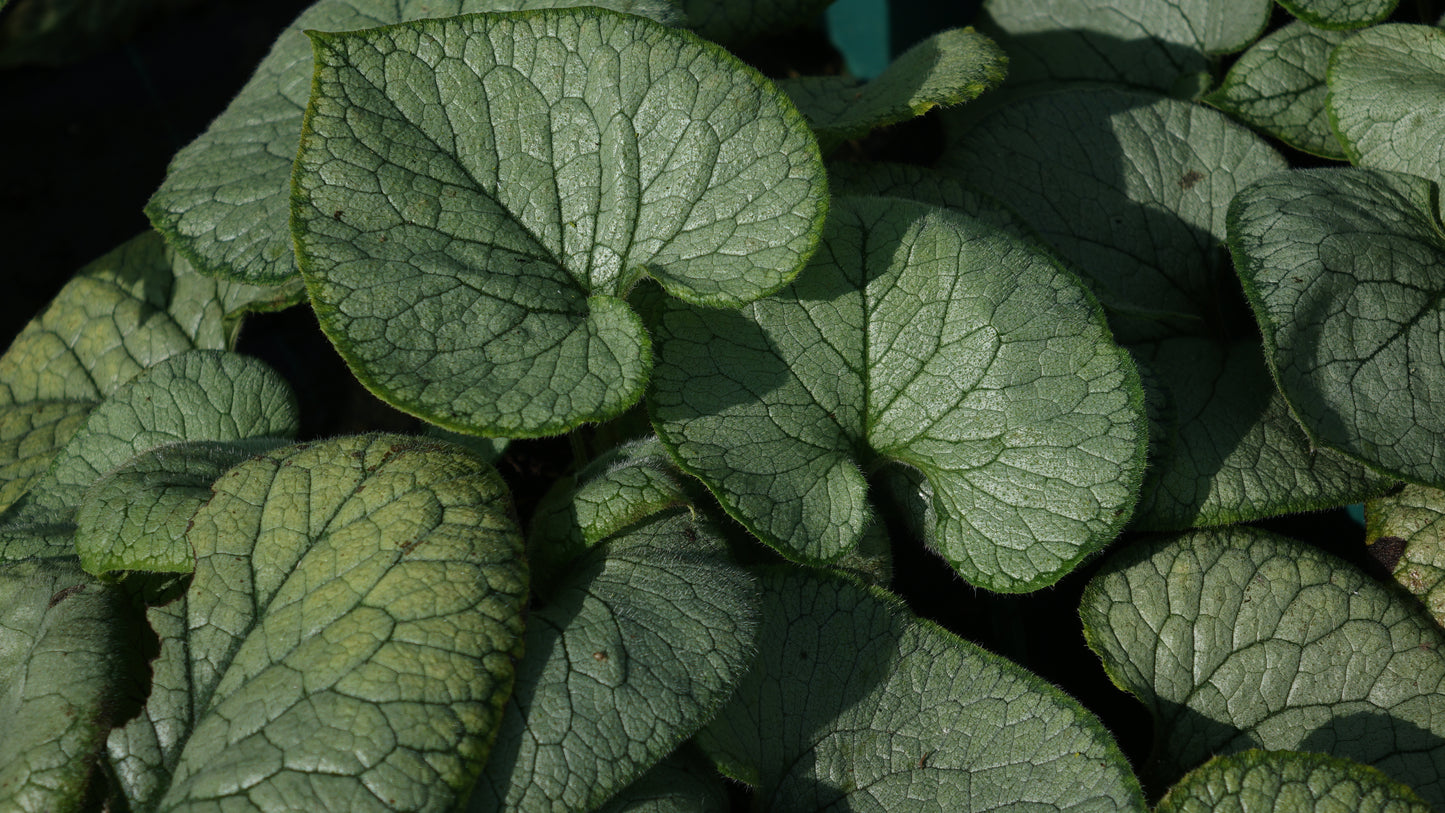 Brunnera 'Looking Glass'