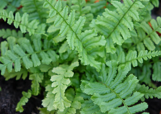 Dryopteris af. 'Cristata' (The King)