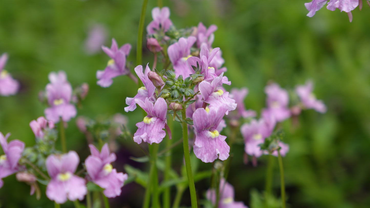 Nemesia denticulata 'Confetti