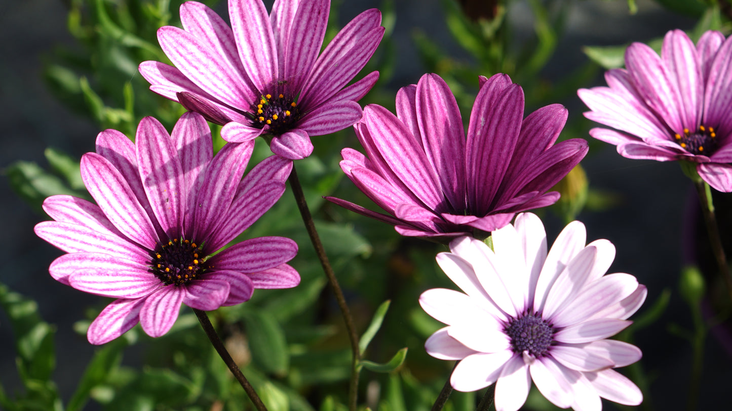 OSTEOSPERMUM
 'SENNEN SUNRISE'