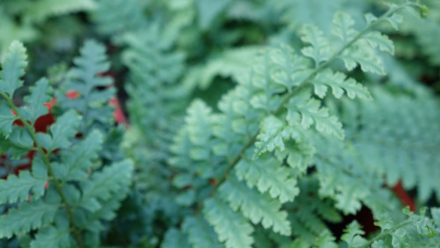 Polystichum setiferum