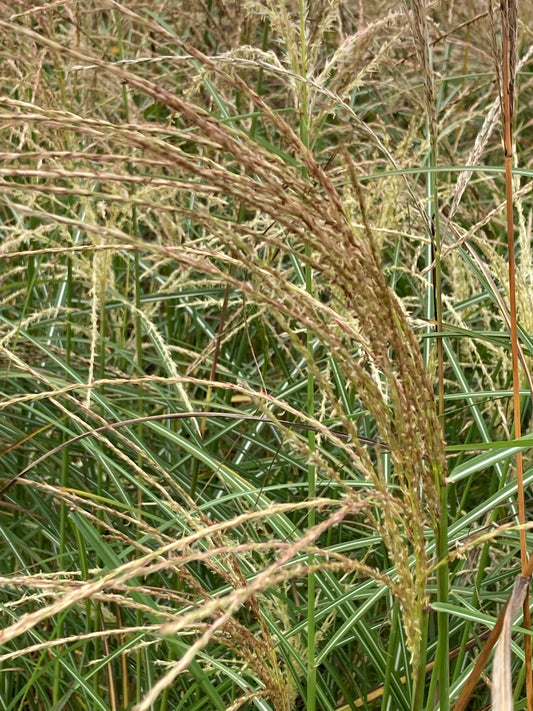 MISCANTHUS SIN.
'SILBERFEDER'