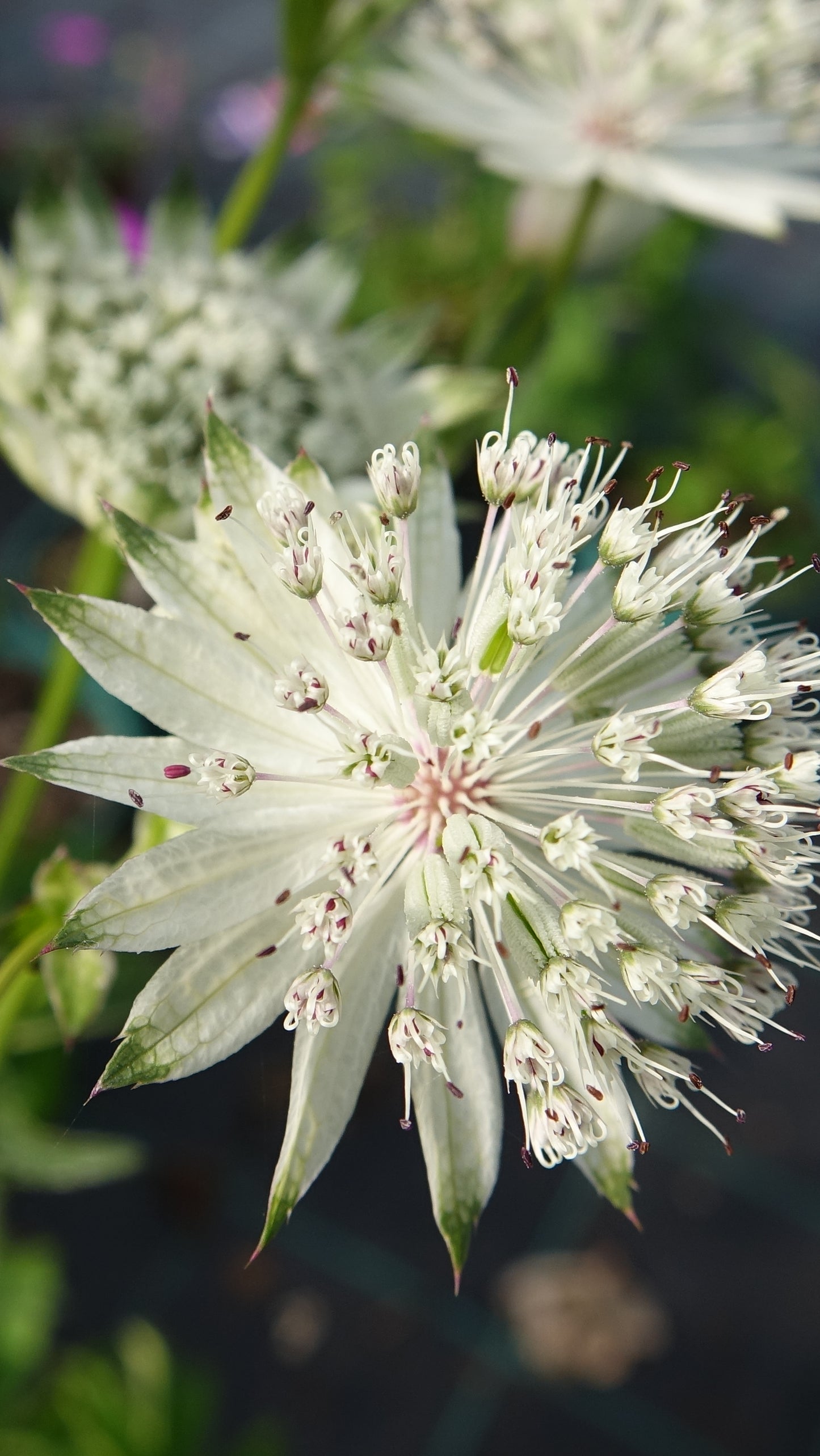 Astrantia major ‘Shaggy’