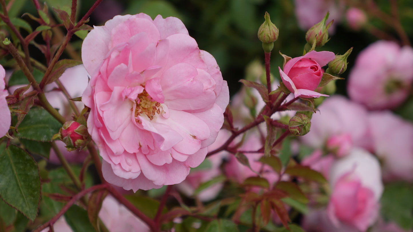 Rosa Bonica