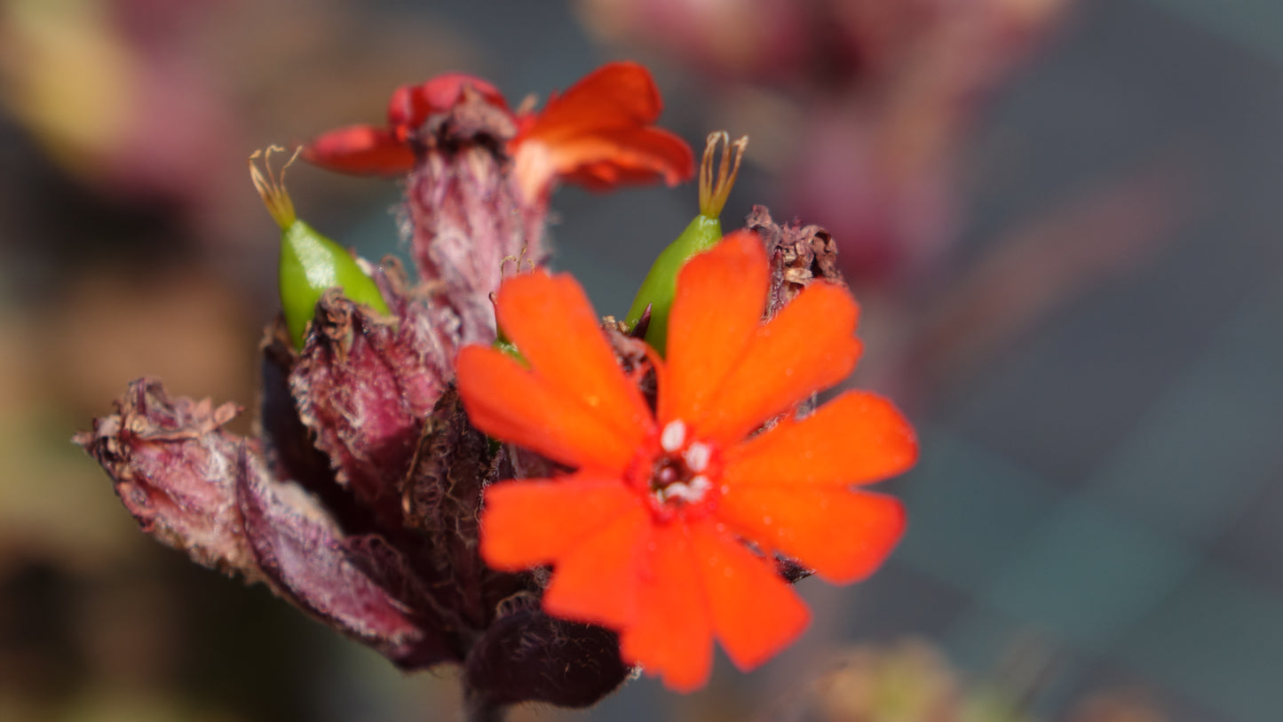 Lychnis x
ark.
"Vesuvius'