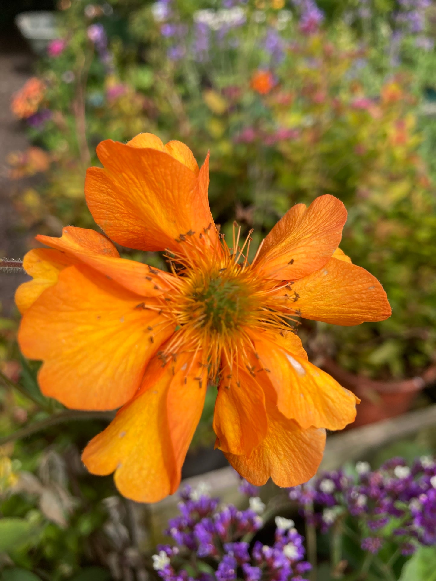 Geum ‘Fireball’