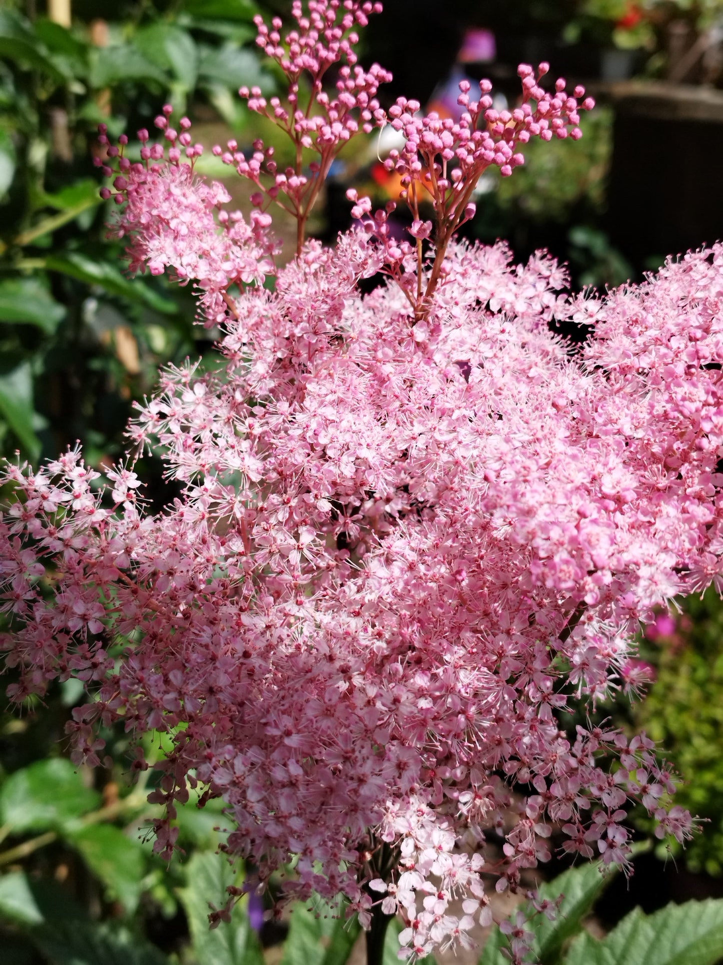 Filipendula rubra ‘Venusta’