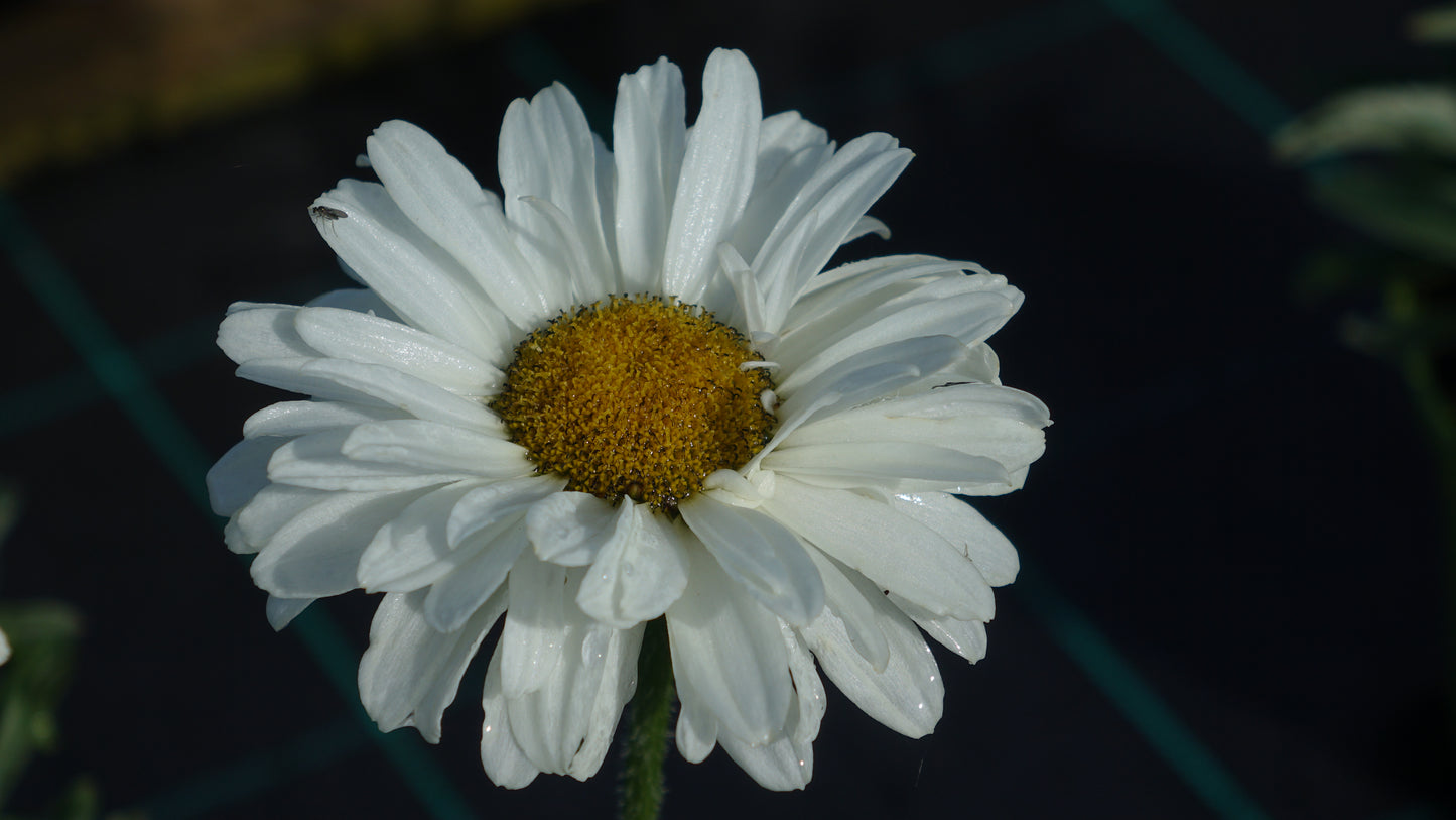 Leucanthemum 'Victorian Secret'