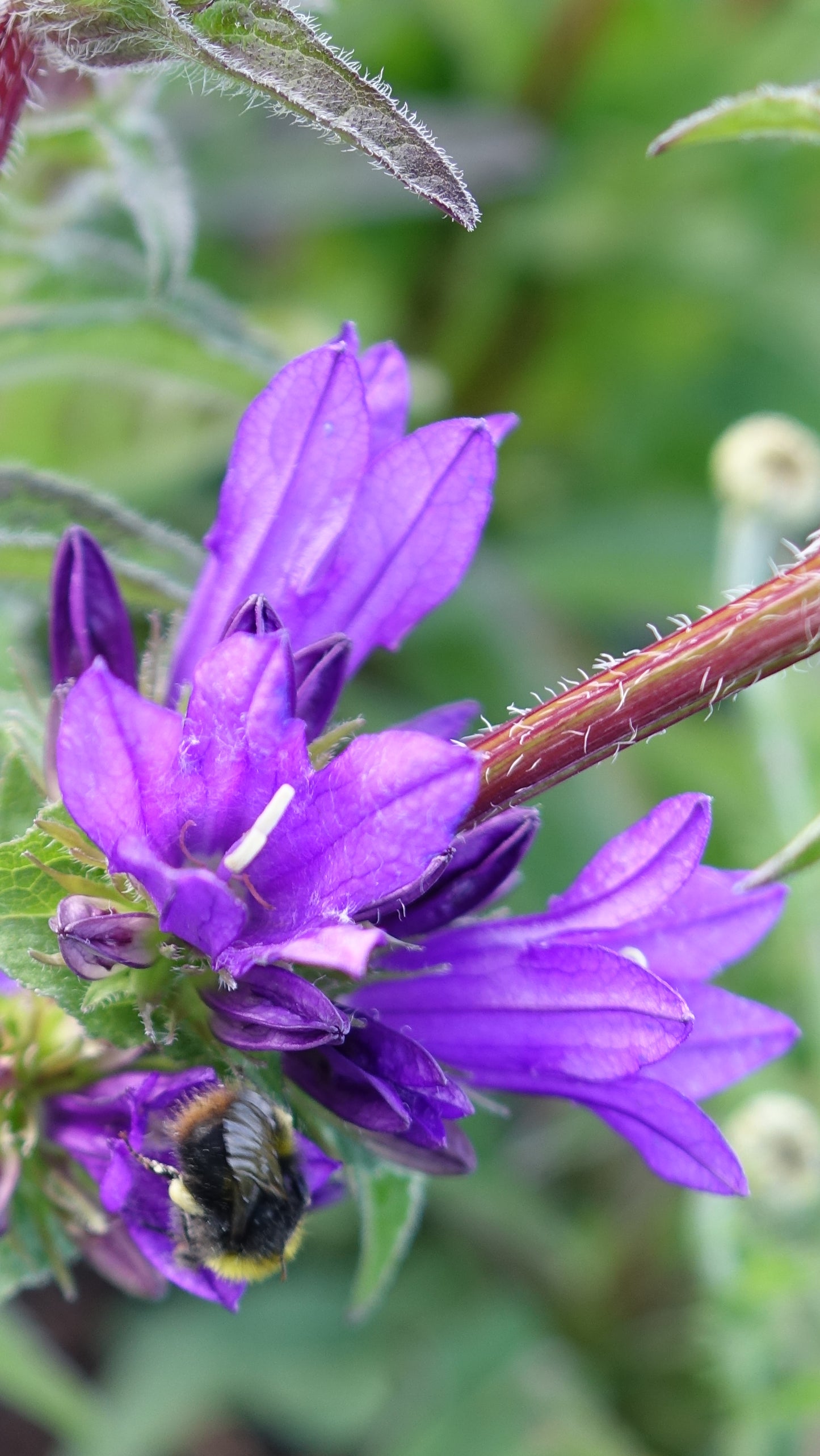 Campanula glom. 'Superba'