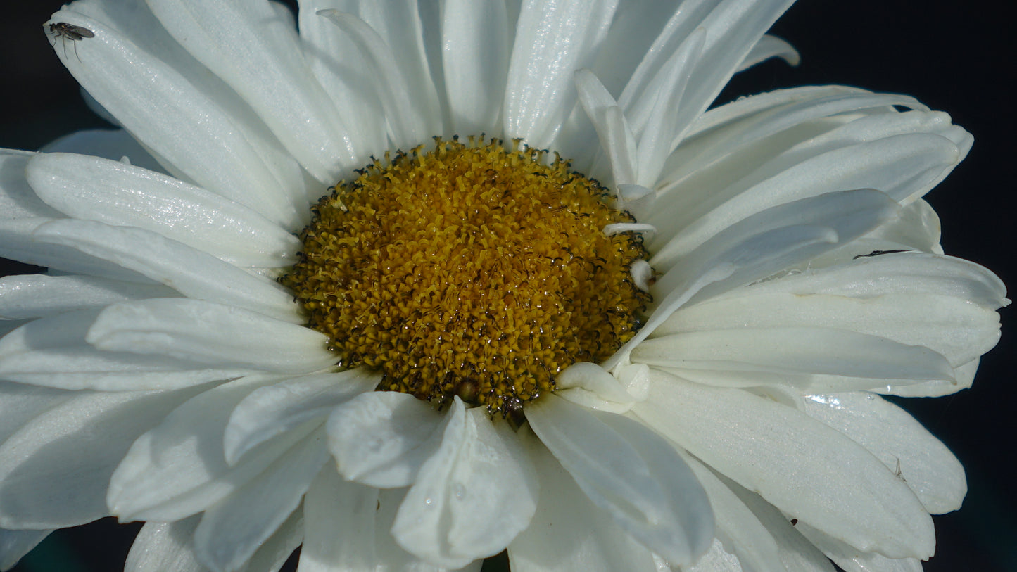 Leucanthemum 'Victorian Secret'