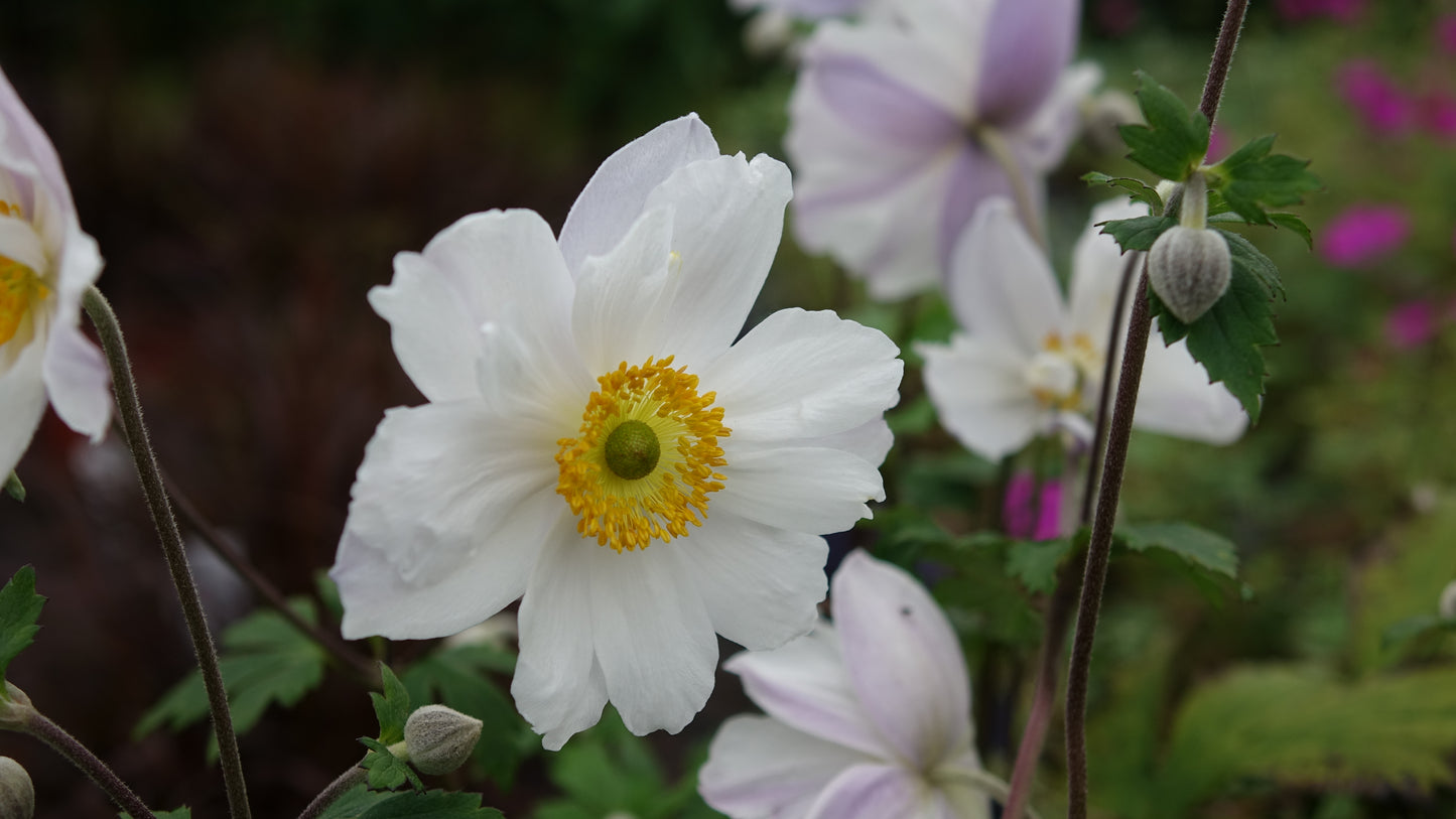 Anemone 'Ruffled Swan'