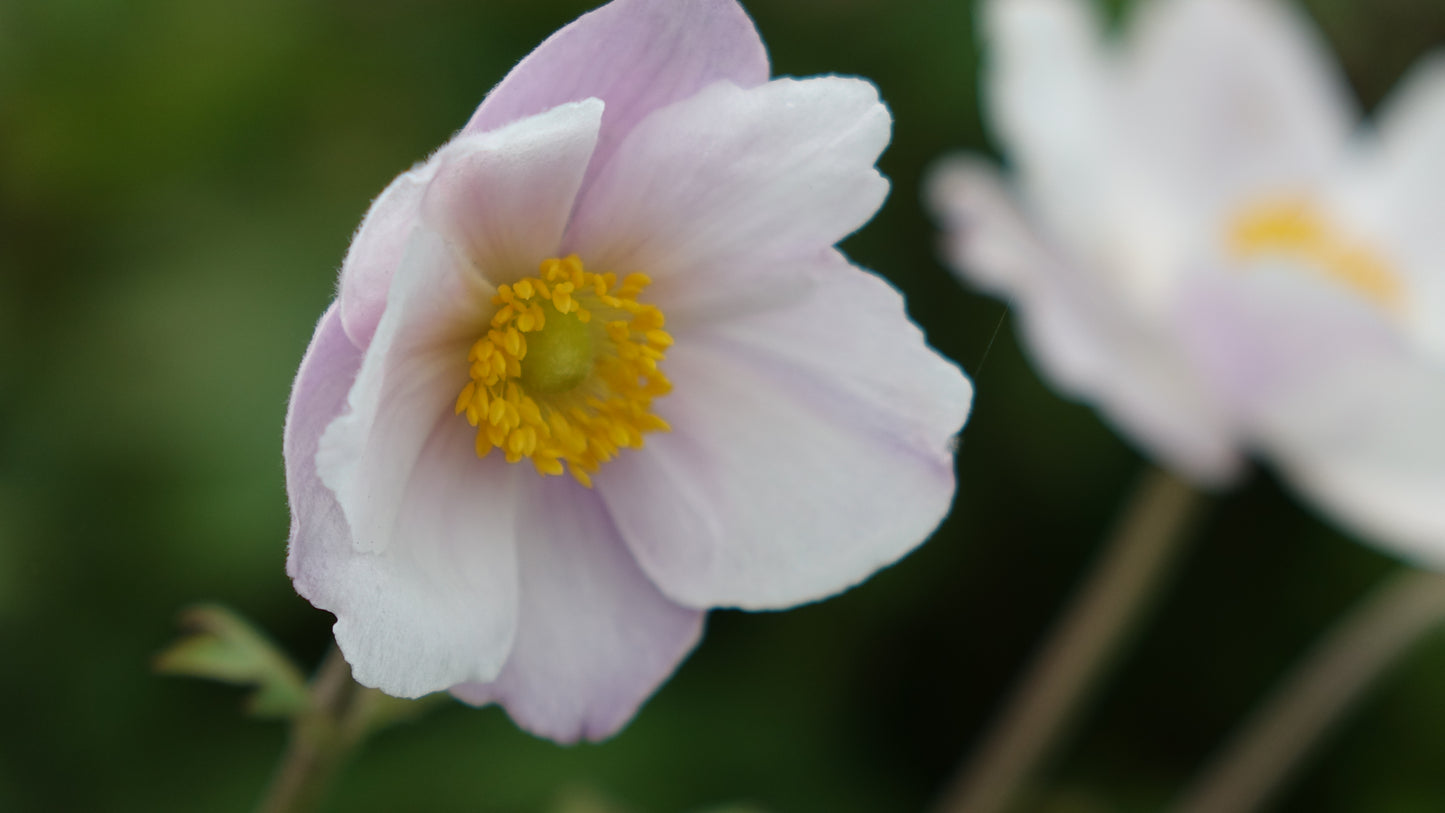 Anemone ‘Dreaming Swan’