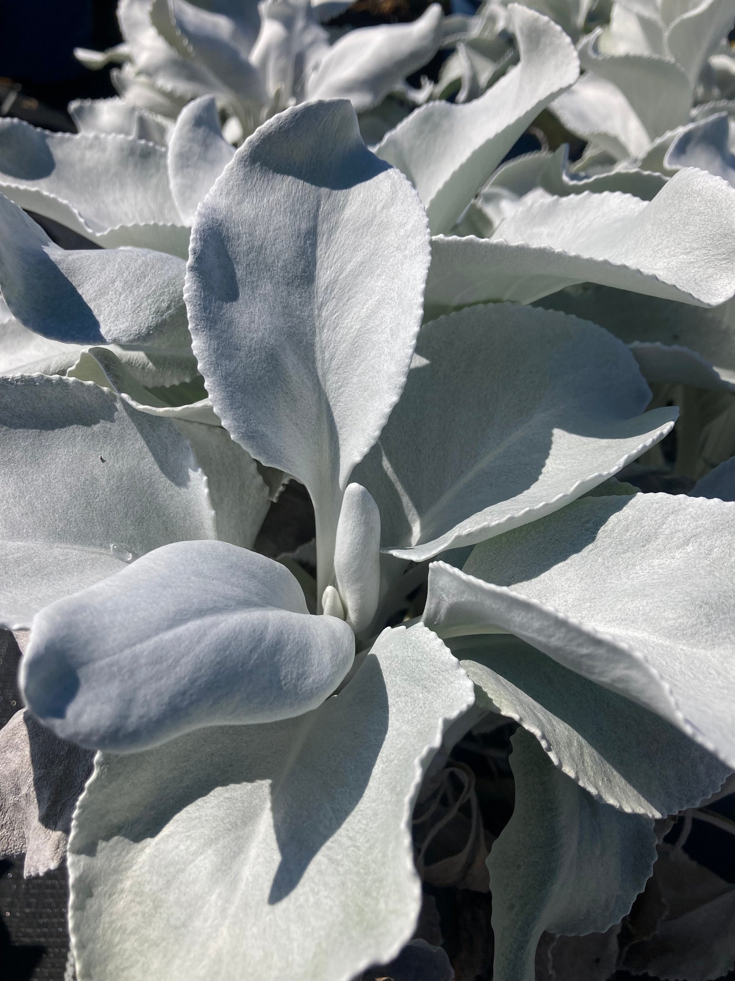 Senecio 'Angel Wings'