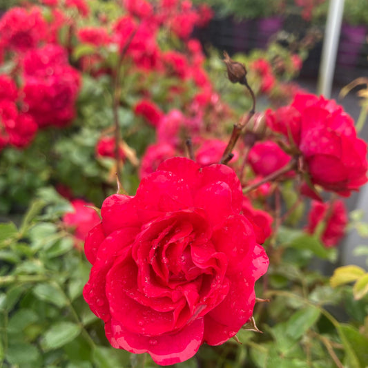 Rosa 'Gartnerfreude' Groundcover Rose