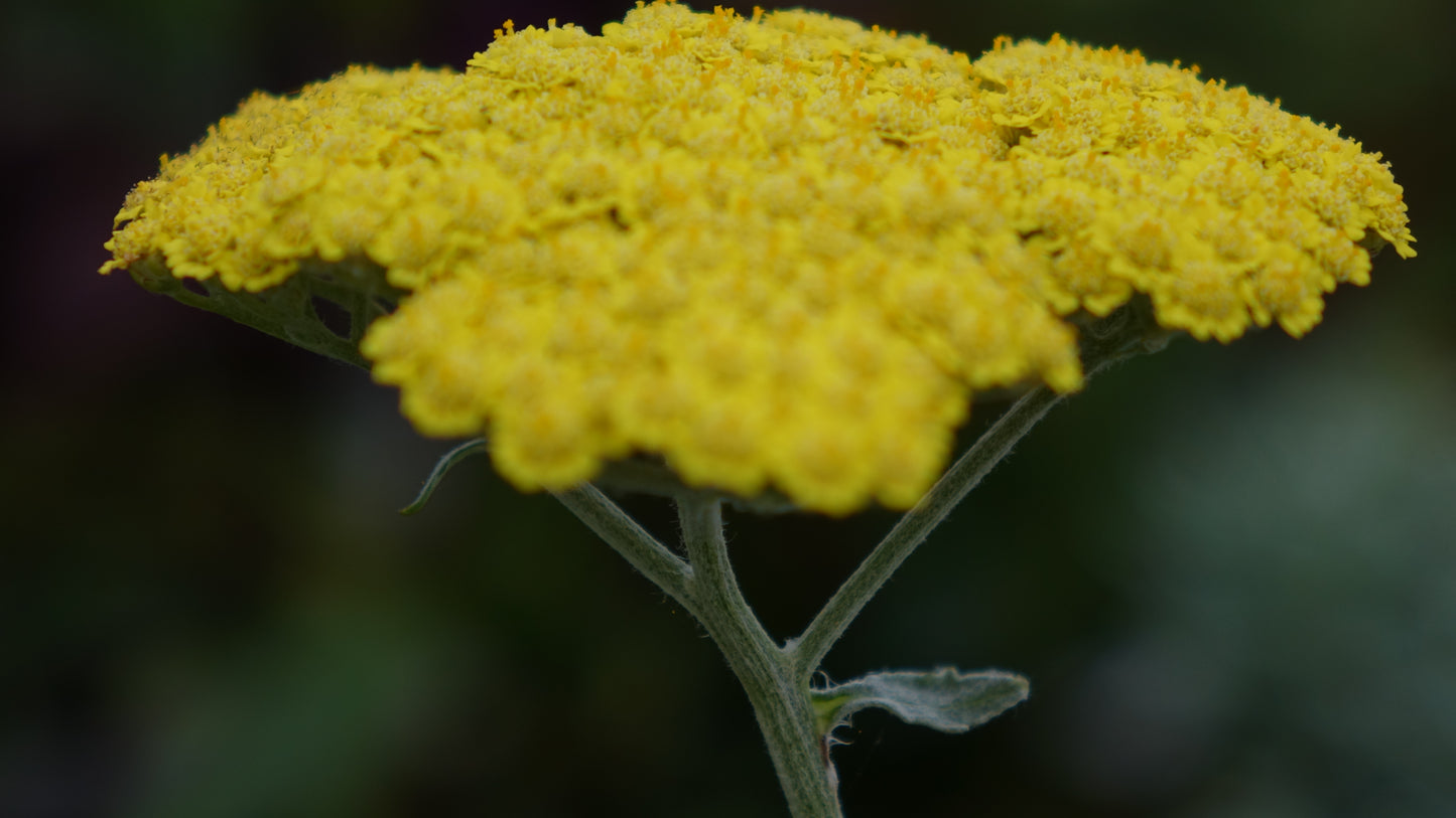 Achillea 'Moonshine'